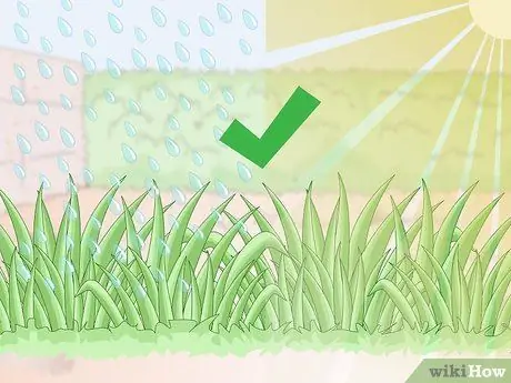 Посадить бермудскую траву Шаг 1