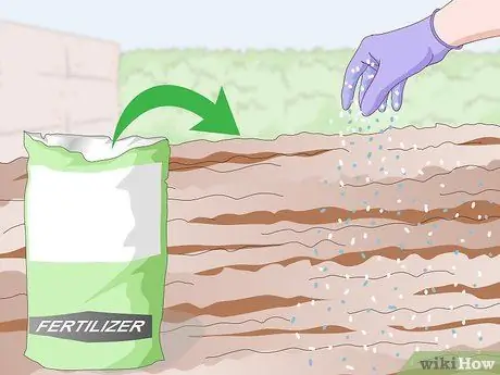 Посадить бермудскую траву Шаг 10