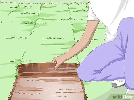 Посадить бермудскую траву Шаг 15