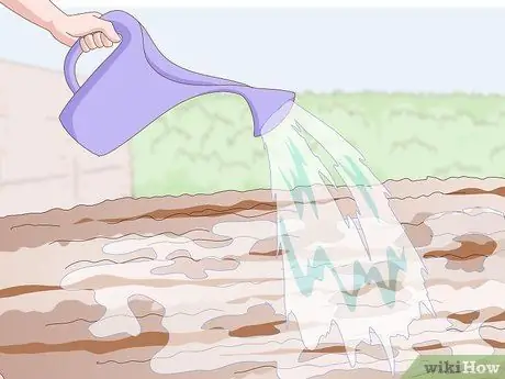 Посадить бермудскую траву Шаг 9