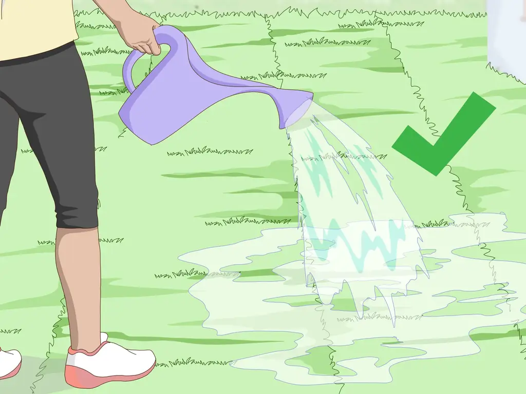 3 способа посадки бермудской травы