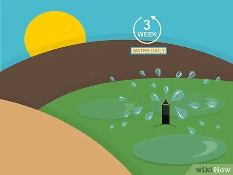 Посадить дерновину святого Августина Шаг 10