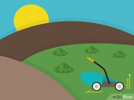 Посадить дерновину святого Августина Шаг 12