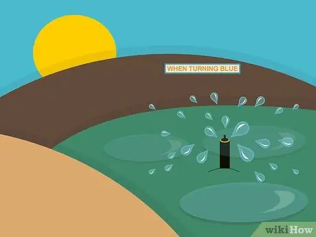 Посадить дерновину святого Августина Шаг 13