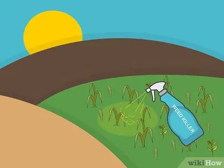 Посадить дерновину святого Августина Шаг 16