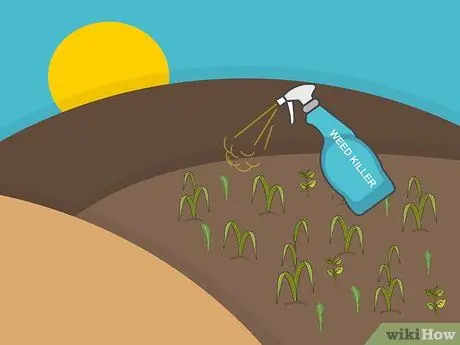 Посадить дерновину святого Августина Шаг 02