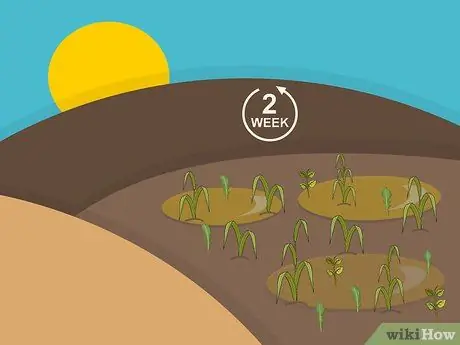 Посадить дерновину святого Августина Шаг 03