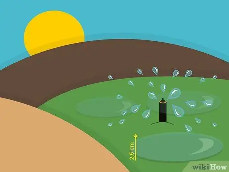 Посадить дерновину святого Августина Шаг 09