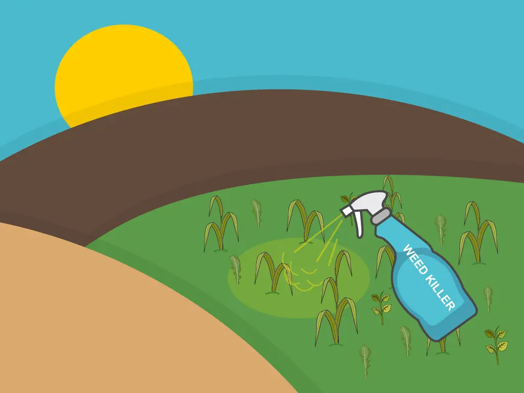 Как посадить дерновину святого Августина (с иллюстрациями)