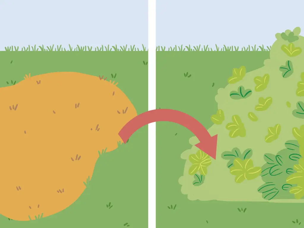 3 способа вернуть мертвую траву