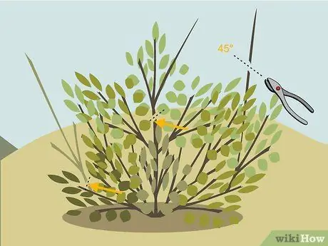 Подрезать кусты Шаг 01