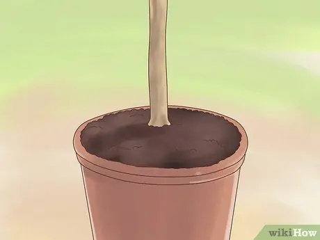 Уход за фикусом Шаг 4