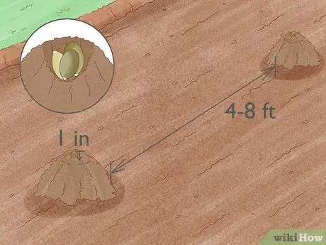 Посадить тыквенные семечки, шаг 4
