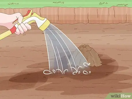 Посадить тыквенные семечки, шаг 5