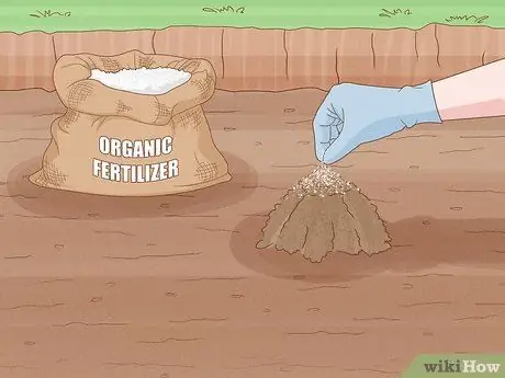 Посадить тыквенные семечки, шаг 6