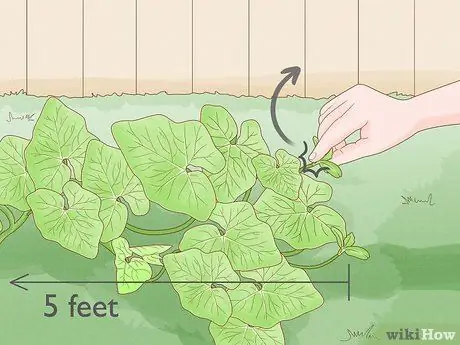 Посадить тыквенные семечки, шаг 7