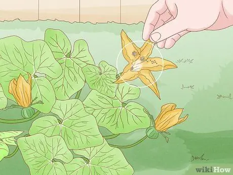 Посадить семена тыквы Шаг 8