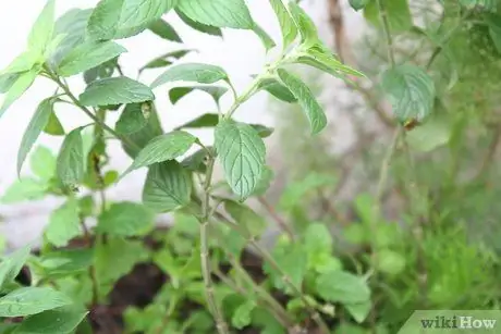 Divide Herb Plants Шаг 1