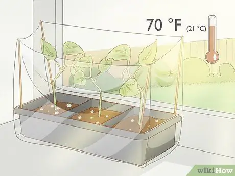 Выращивание филодендрона из черенков Шаг 12