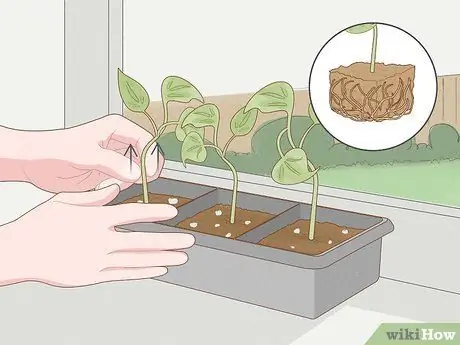 Выращивание филодендрона из черенков Шаг 13