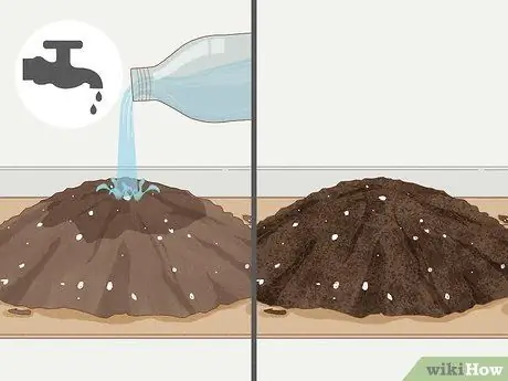 Выращивание филодендрона из черенков Шаг 16