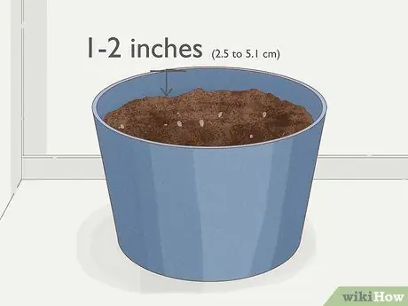 Выращивание филодендрона из черенков Шаг 17