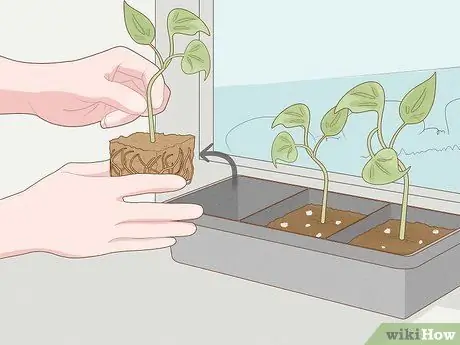 Выращивание филодендрона из черенков Шаг 18