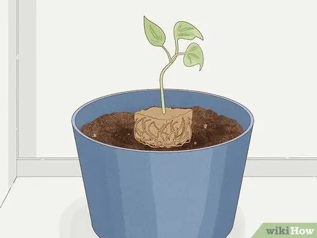 Выращивание филодендрона из черенков Шаг 19