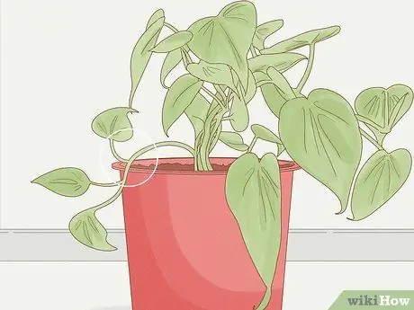 Выращивание филодендрона из черенков, шаг 2