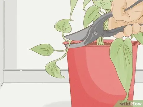 Выращивание филодендрона из черенков Шаг 3