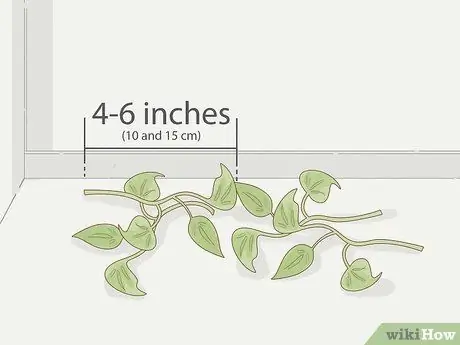 Выращивание филодендрона из черенков Шаг 5