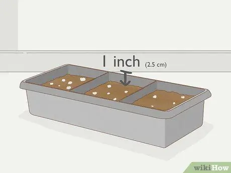 Выращивание филодендрона из черенков Шаг 8