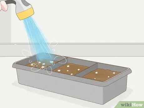 Выращивание филодендрона из черенков Шаг 9