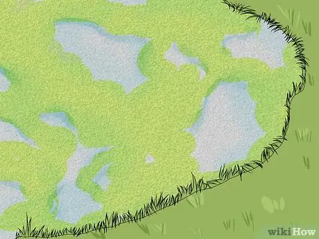 Выращивание ряски Шаг 13