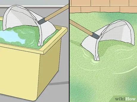 Выращивание ряски Шаг 6