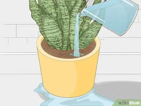 Предотвращение чрезмерного полива комнатных растений Шаг 3