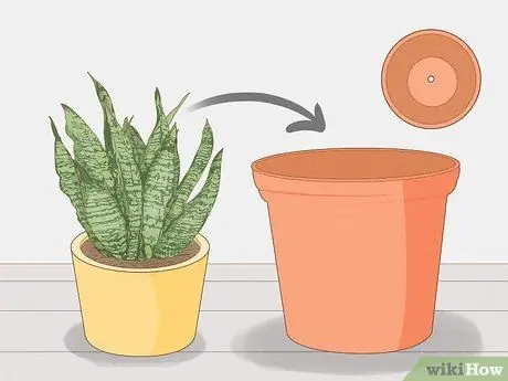 Предотвращение чрезмерного полива комнатных растений Шаг 7