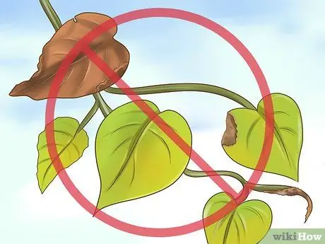 Клонирование Pothos, шаг 1