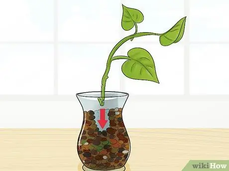 Клонирование Pothos, шаг 12
