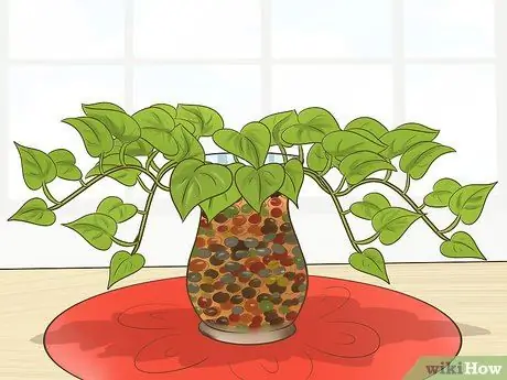 Клонирование Pothos, шаг 14