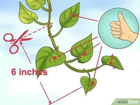 Клонирование Pothos, шаг 2