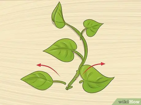 Клонирование Pothos, шаг 3