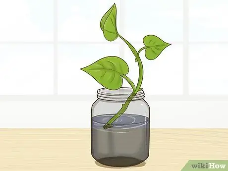 Клонирование Pothos, шаг 4