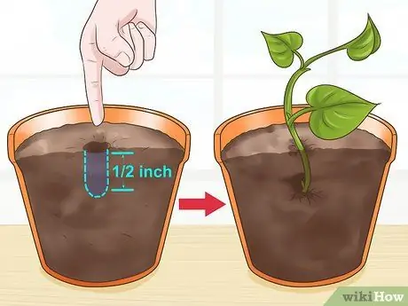 Клонирование Pothos, шаг 7