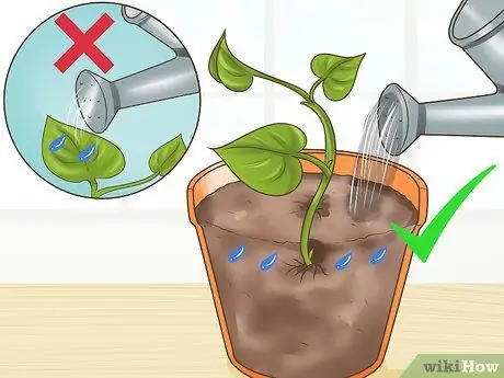 Клонирование Pothos, шаг 8