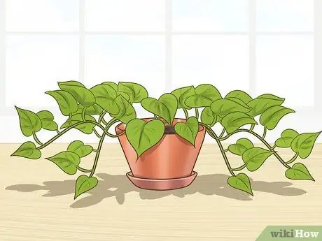 Клонирование Pothos, шаг 9