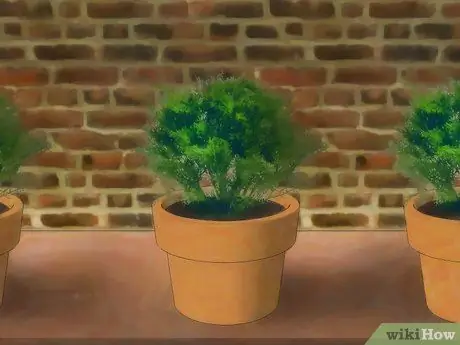 Посадить можжевельник Шаг 2