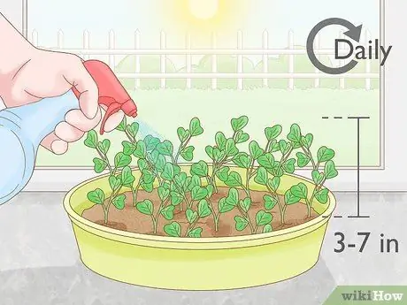 Выращивание ростков гороха Шаг 10