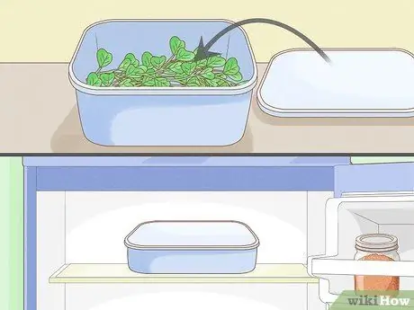 Выращивание ростков гороха Шаг 12