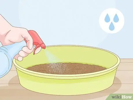 Выращивание ростков гороха Шаг 4